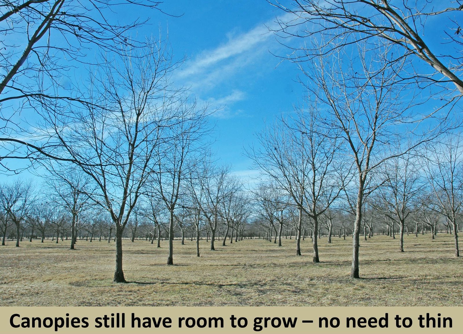 Pecan Tree Spacing Chart