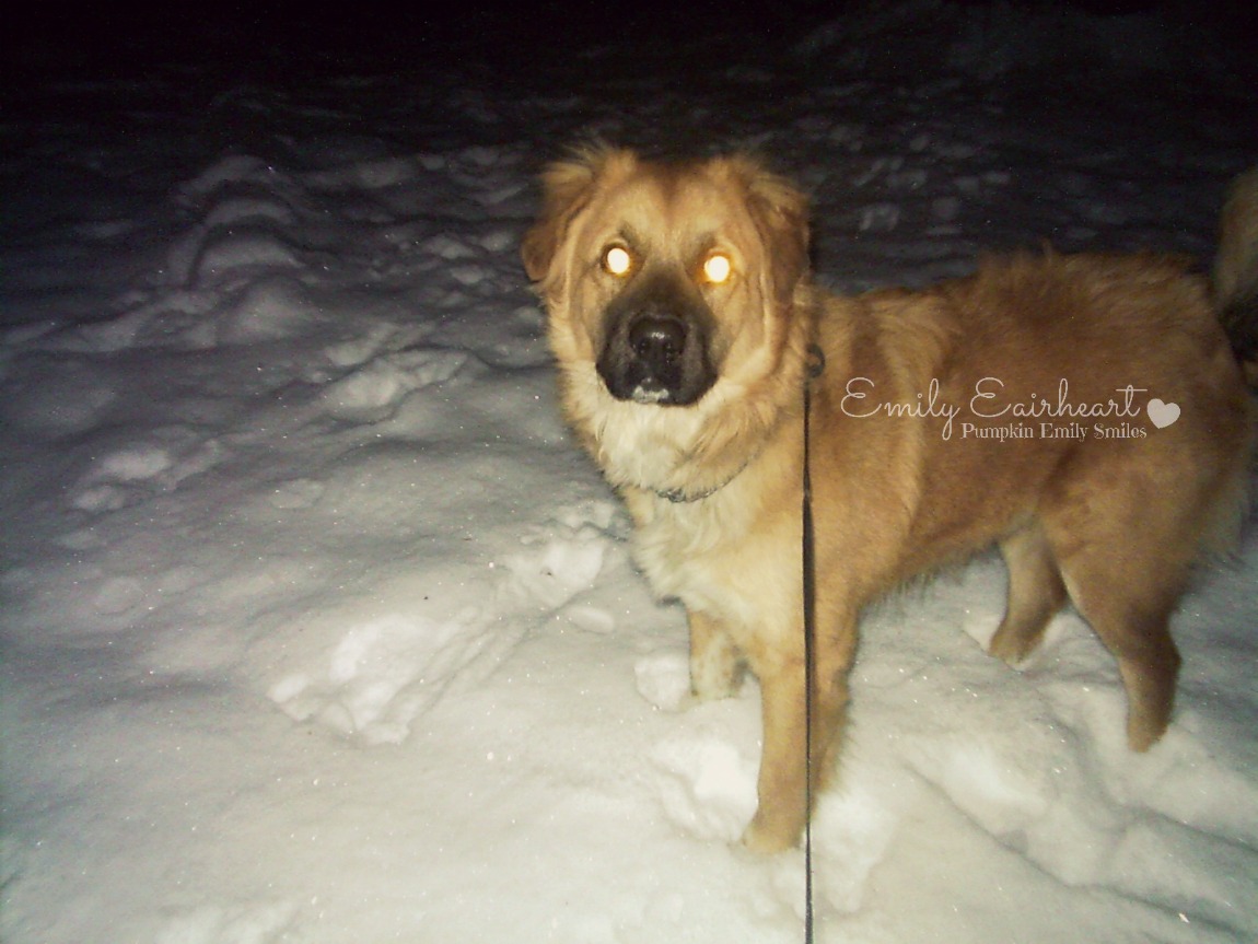 Rocky, German Shepherd and Golden Retriever Mix and his first snow.