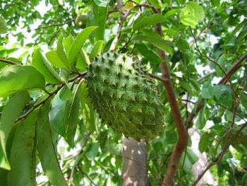 Medicinal Benefits of Soursop fruit Medicinal Benefits of Soursop fruit