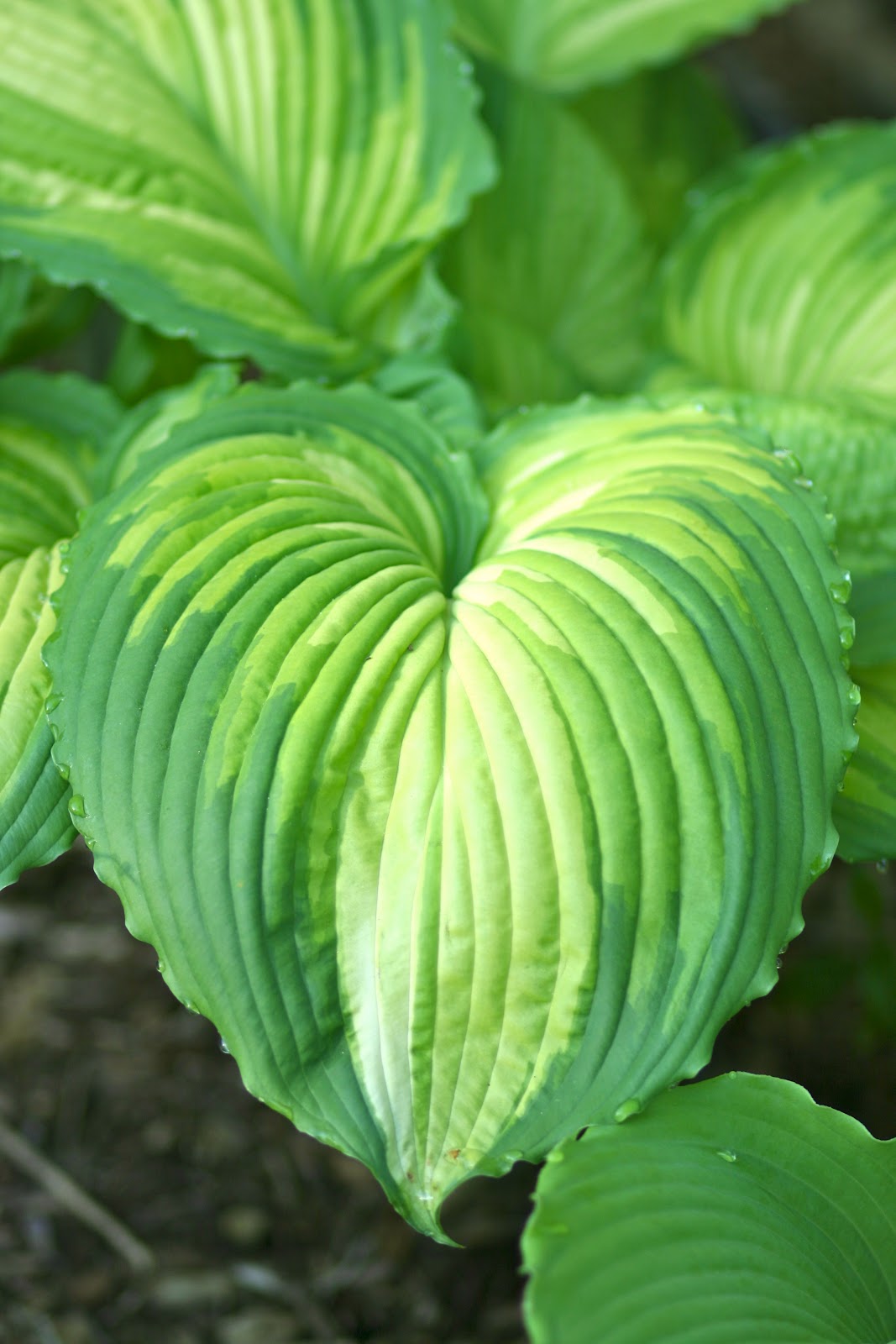 Cheesehead Gardening Hosta 'War Paint'