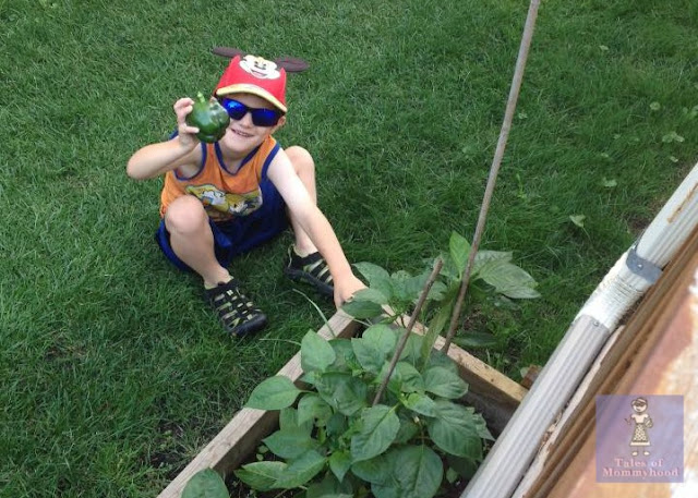 veggie garden, fresh produce, green pepper