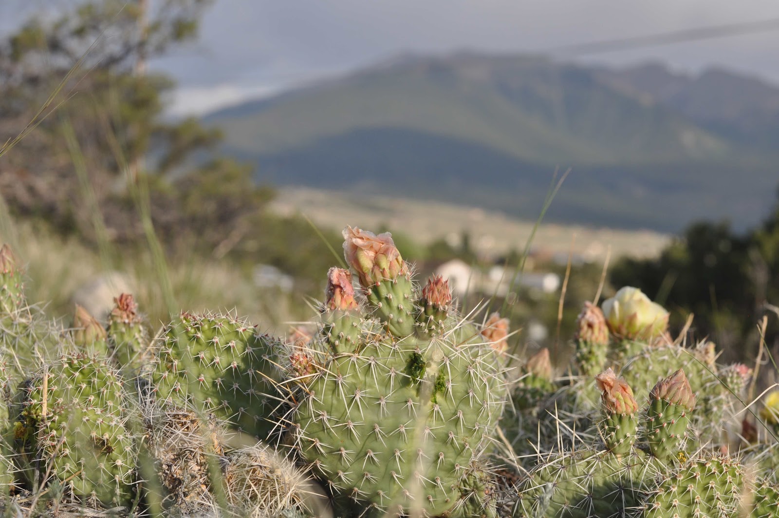 cactus Buena Vista coloradoviews.filminspector.com
