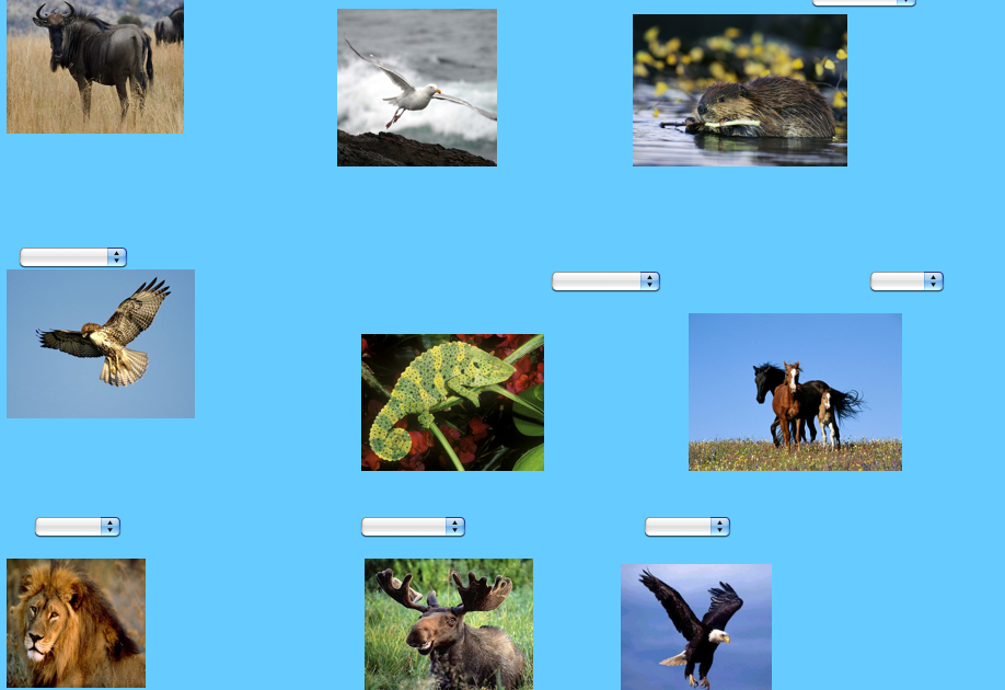 ENGLISH CORNER: What do these animals eat?