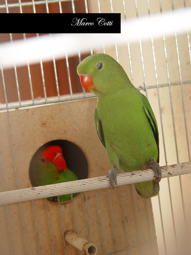 Appunti di Viaggio agapornis taranta