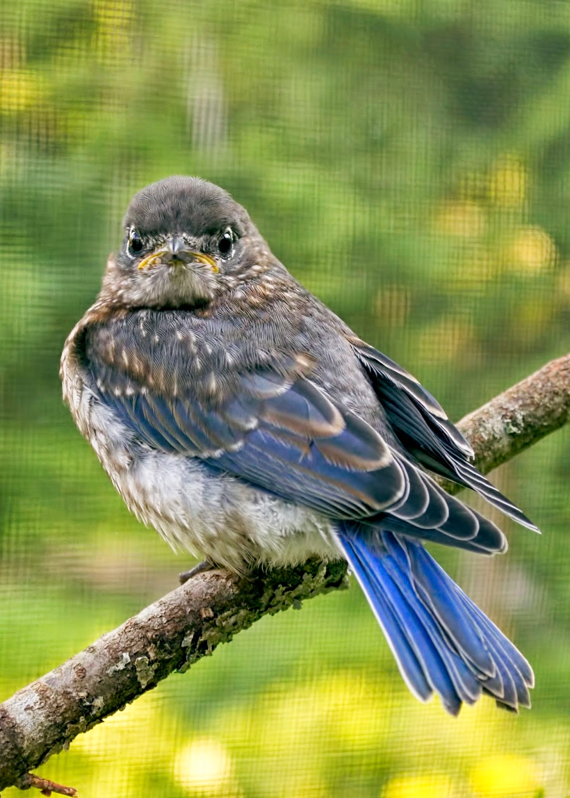 Raising an Eastern Bluebird: Eating red elderberries and cuddle time