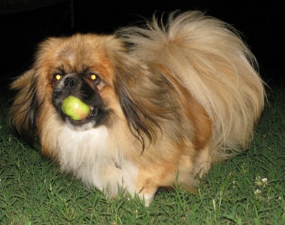 Gambar Foto Anjing Anjing Pekingese