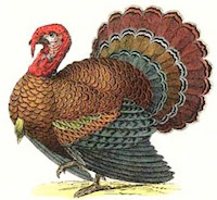 Thanksgiving icon link to index Thanksgiving icon link to index