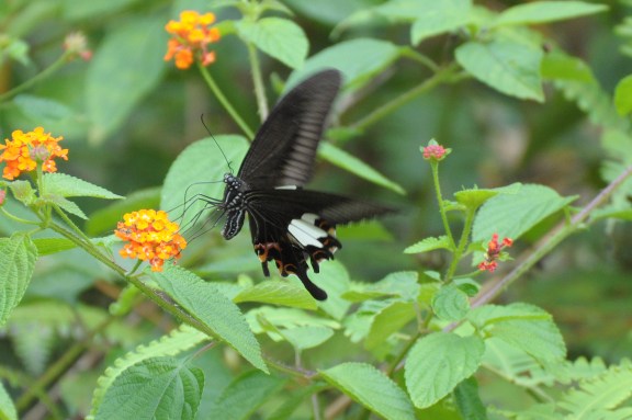 Red Helen or Papilio Helenus