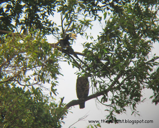 Seen through the spotting scope The Andaman Luxury Resort, Langkawi, Malaysia, Starwood Hotels, Reef and Rainforest Expedition, ecotourism, 5 star accommodation,