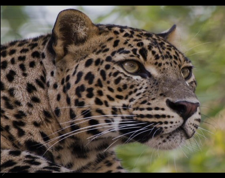 Best WallPapers Zoo Animals Wallpapers