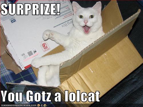 funny-pictures-surprise-your-box-contains-a-lolcat.jpg