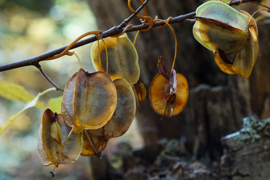 seed pods