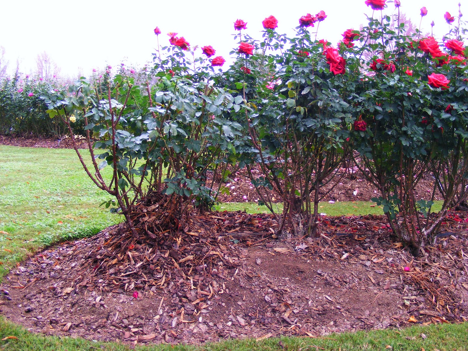 Coming Up Roses Expert Rose Advice from Witherspoon Rose Culture A