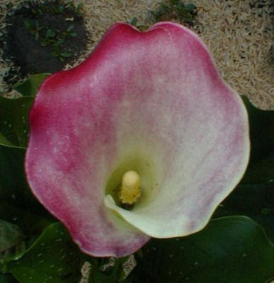 Calla Pacific Pink