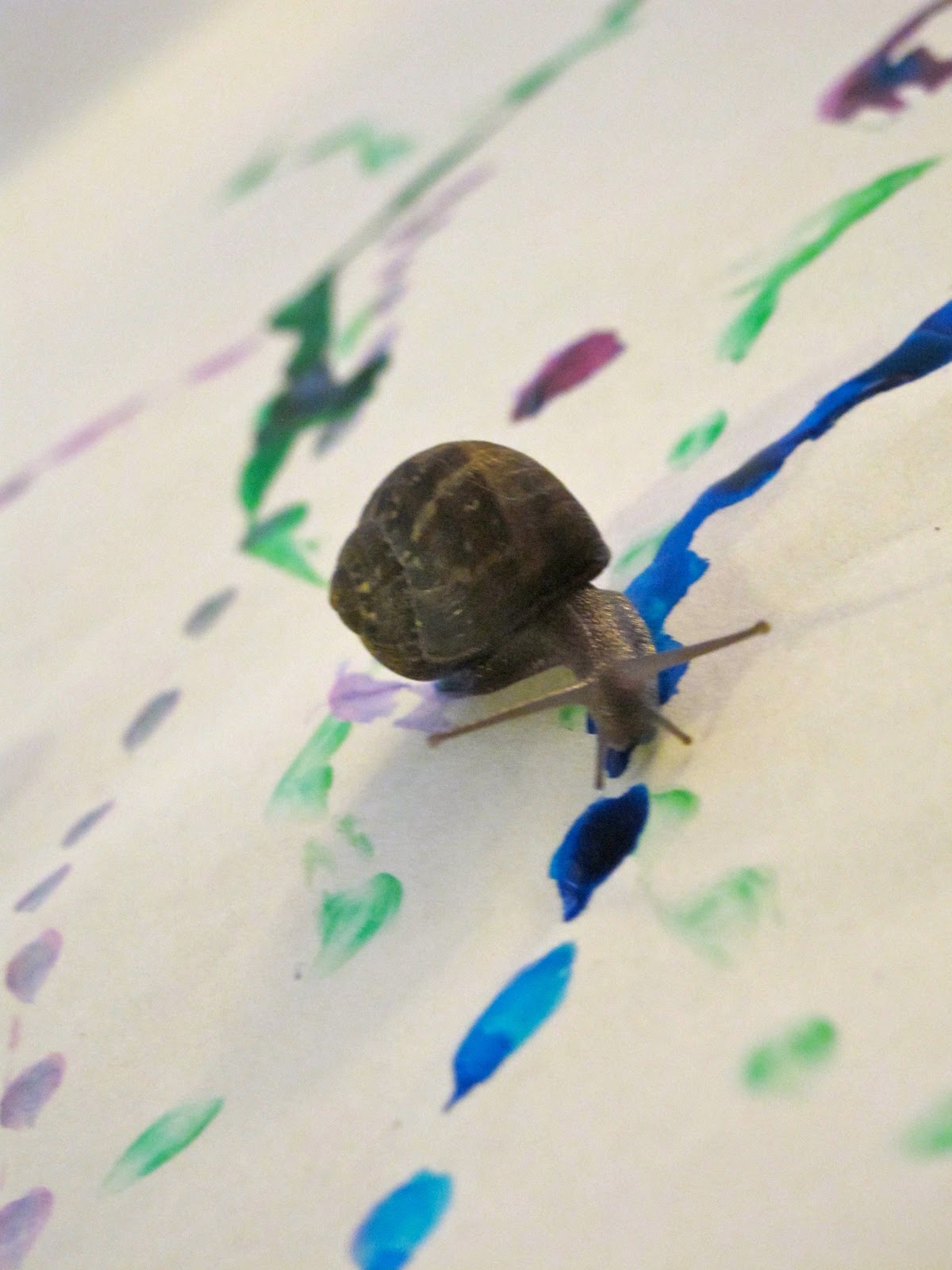 edenfolwell Snail Painting