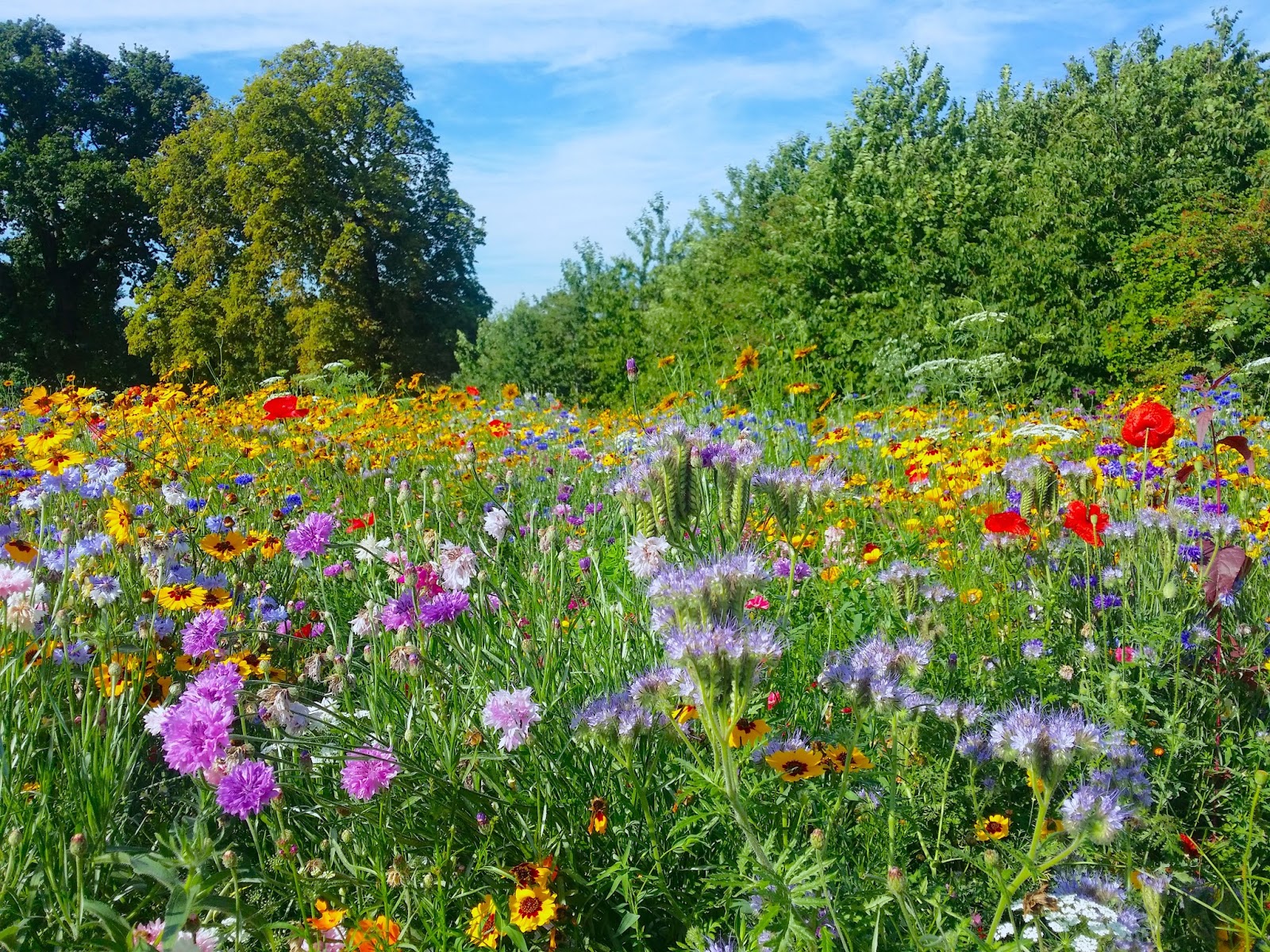 Alice in Wonderland A Raw Pecan Brownie & A Wild Flower Garden