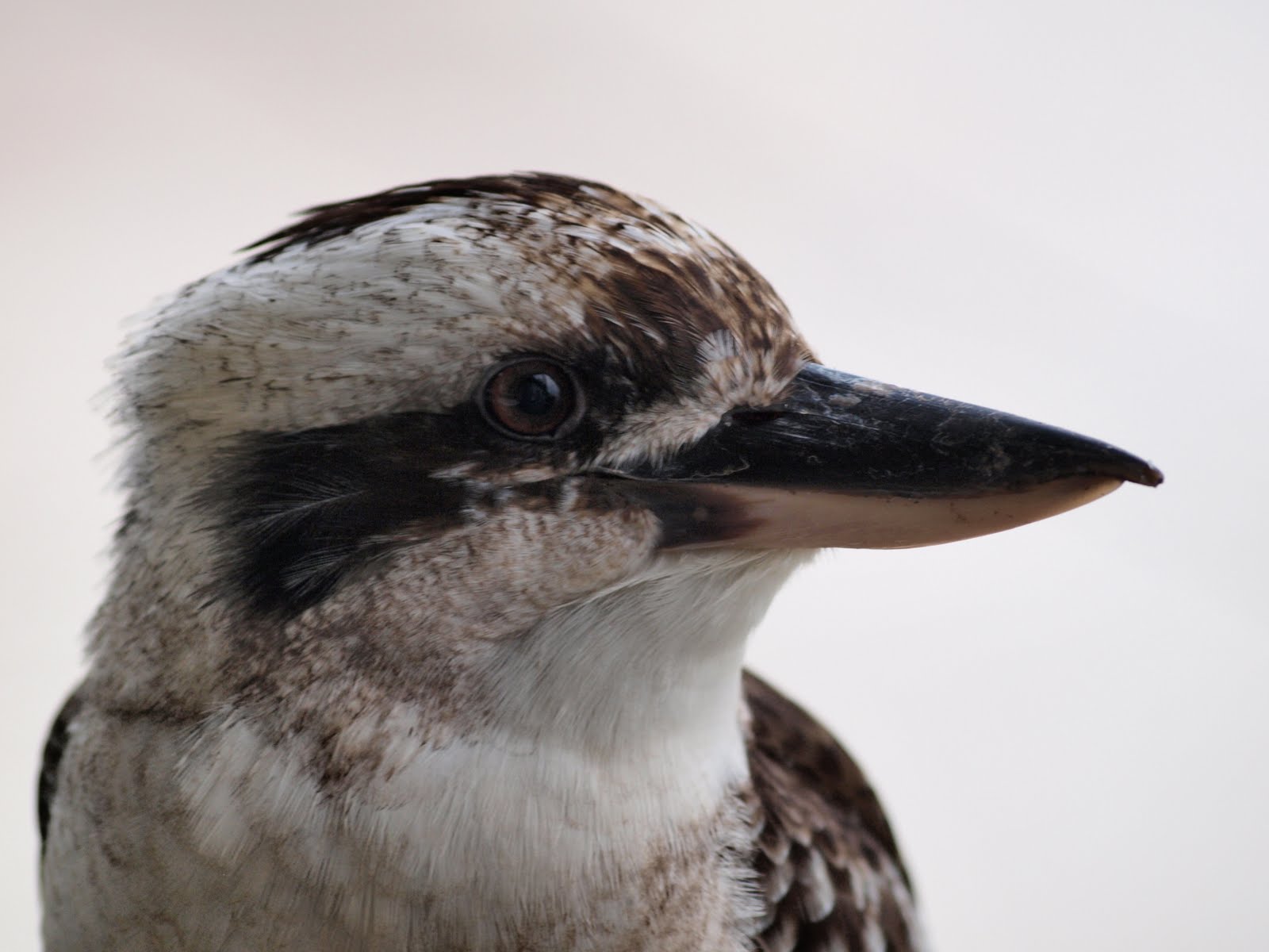 Kookaburra sits in the old gum tree. Merry, merry king of the bush is he Kookaburra sits in the old gum tree. Merry, merry king of the bush is he