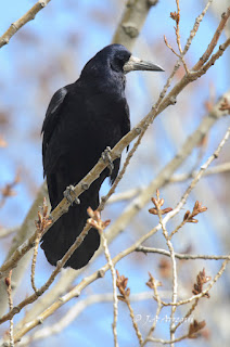 Graja, Corvus frugilegus, Rook