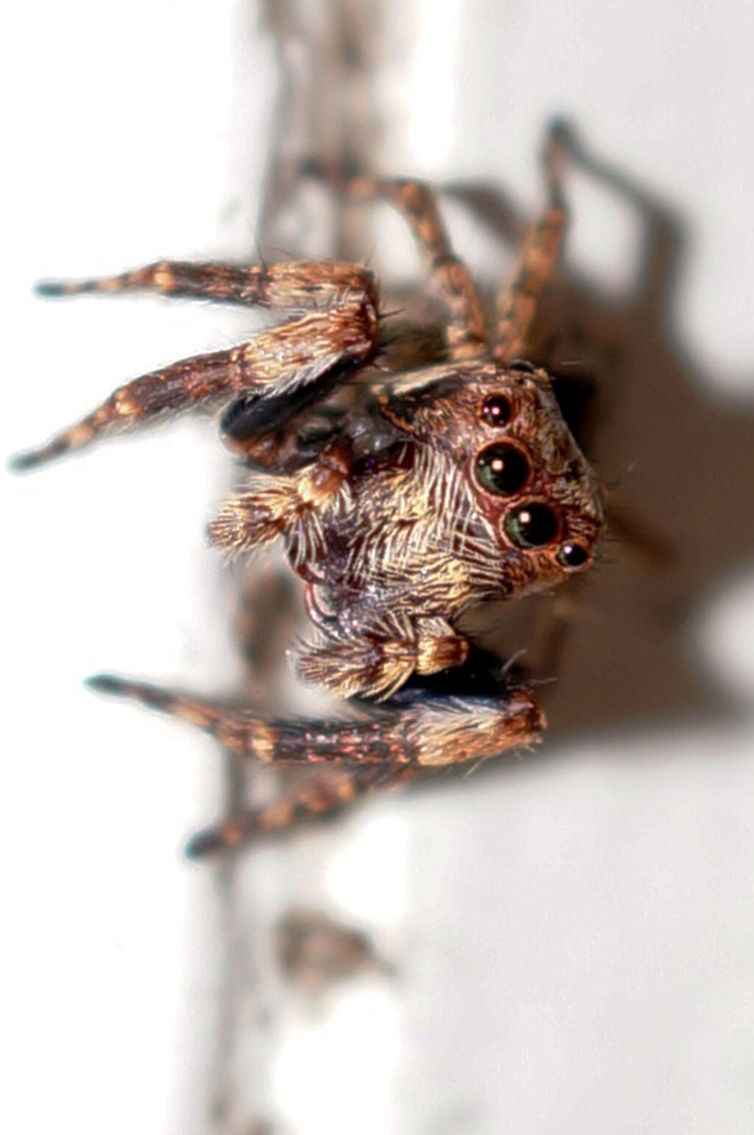 Image Or Reflection House Jumping Spider