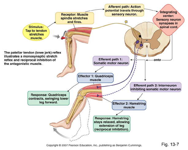 Knee Reflex