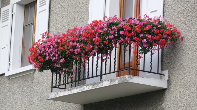 [Image: lang-mang-hoa-no-khap-noi-quanh-ngoi-nha-da-10.jpg]