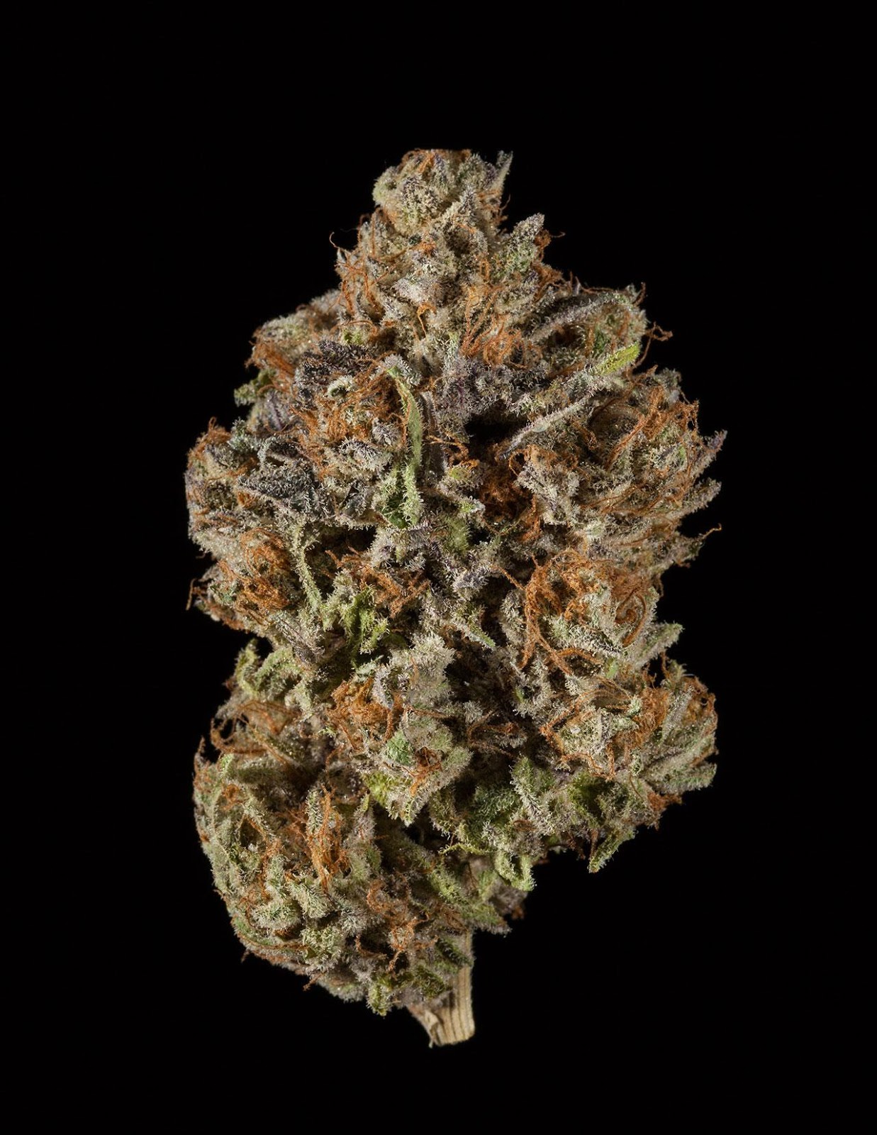 OBAMA KUSH OBAMA KUSH