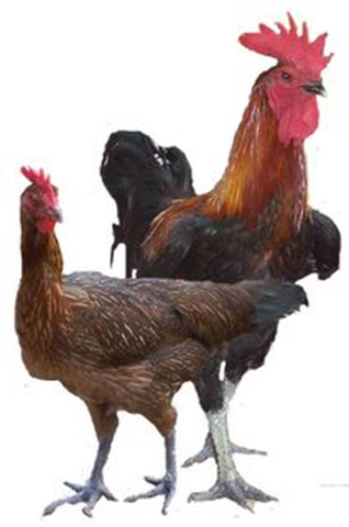 My Experiment: perbedaan ayam kampung dengan ayam pedaging