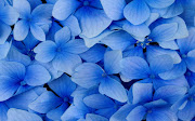 Blue Flowers Blue Wallpaper hd (blue flowers blue wallpaper hd)