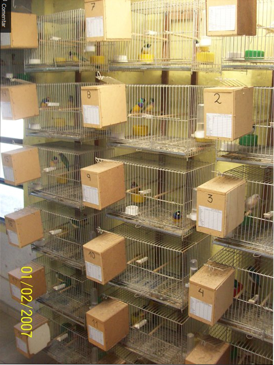 Pajaros Exoticos Conti: junio 2011