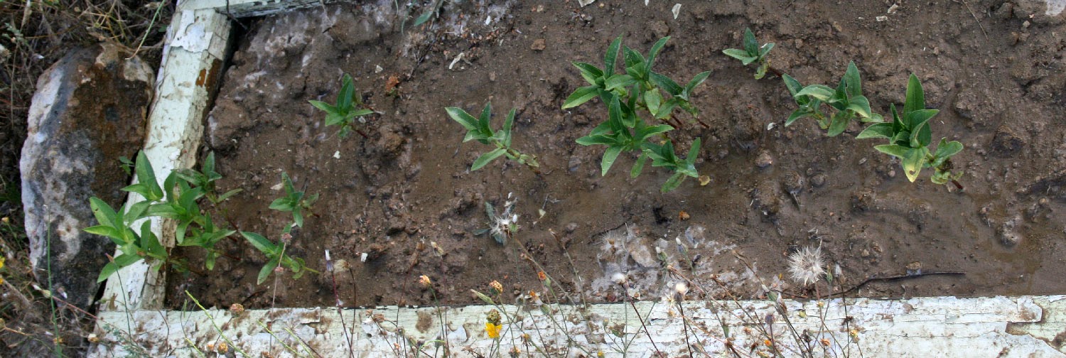 Zinnias Zinnias