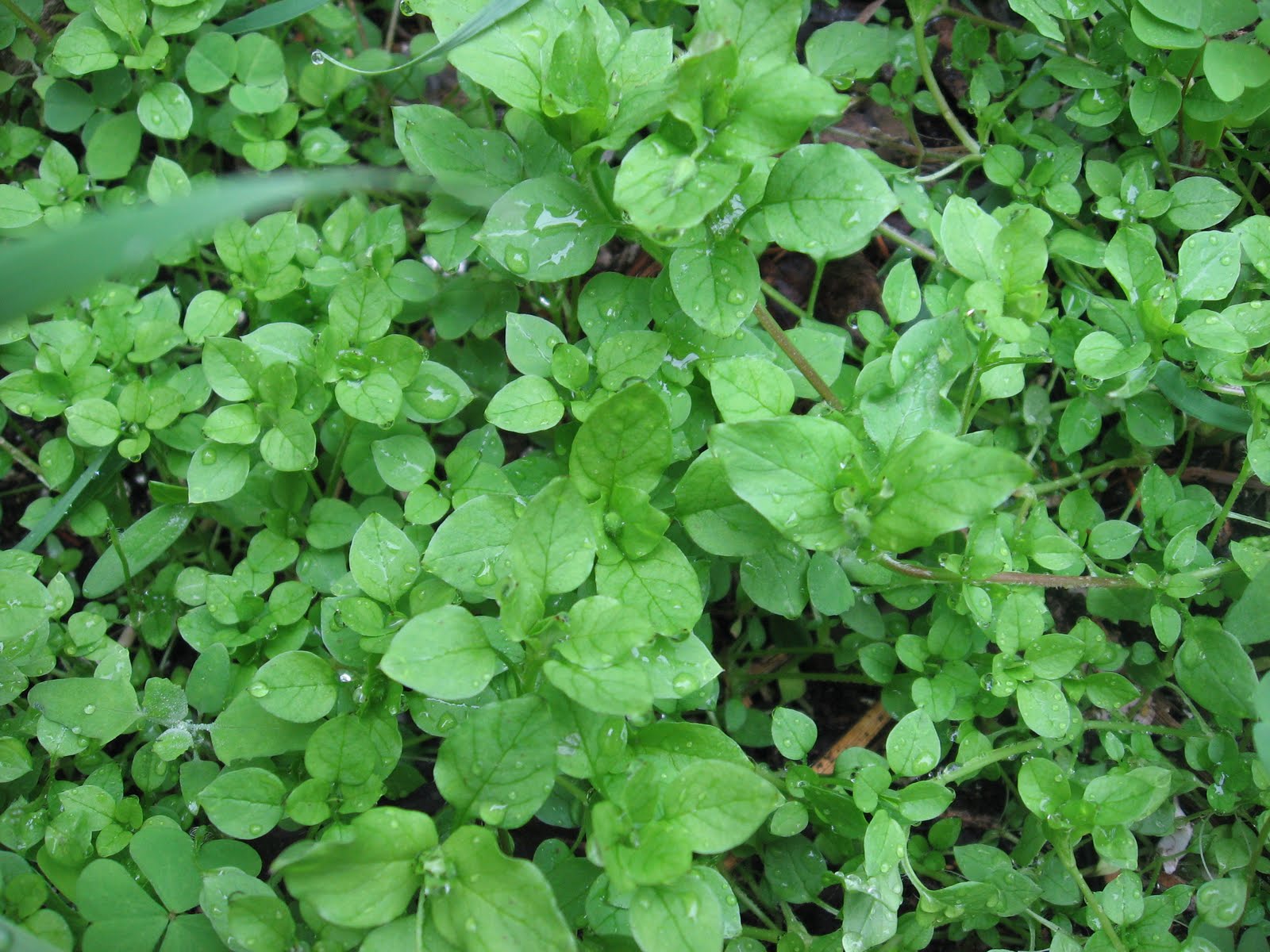 Wild Edible &amp; Medicinal Plants Chickweed