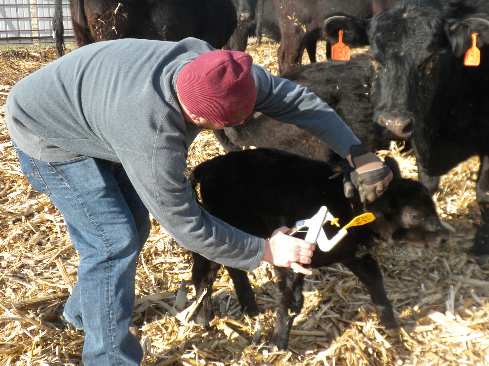 Tagging Calves
