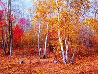 Заработок в интернете: ивестиции в ПАММ-счета, сайты, форекс, покер