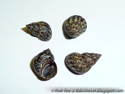 Littoraria intermedia Littoraria intermedia