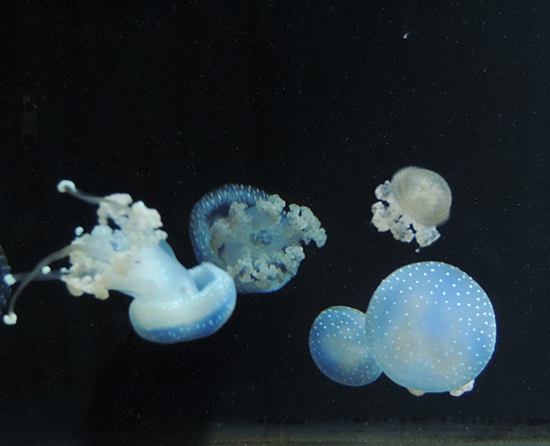 DSCN1789-quallen03.jpg