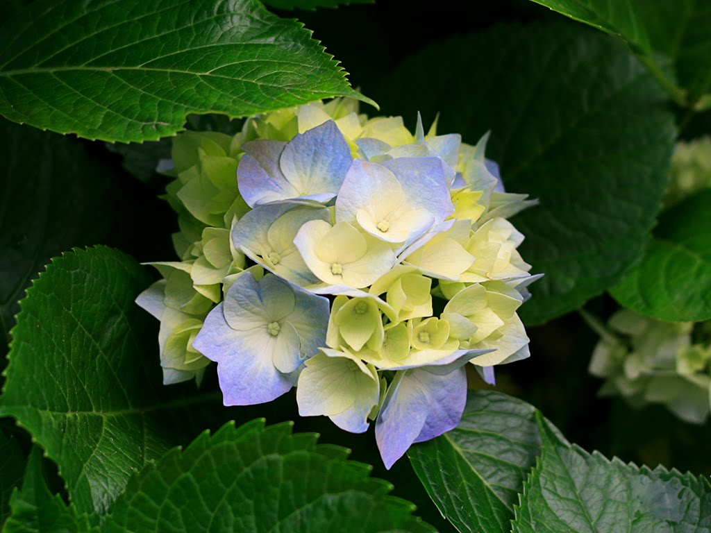 Hydrangea-Hortensia