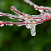 What Happens When An Ice Storm Hits While Flowers Are Still Blooming? Gorgeousness.