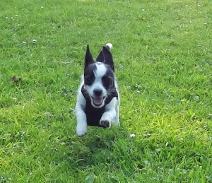 Our little monkey - Percy