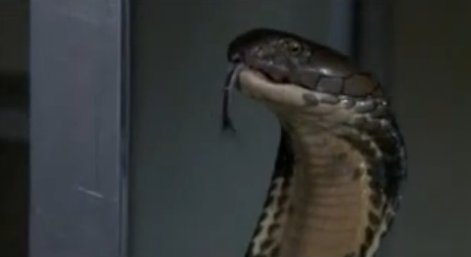Scary encounter 🐍 #cobra #snake #india #danger #humor #fypシ #fyp