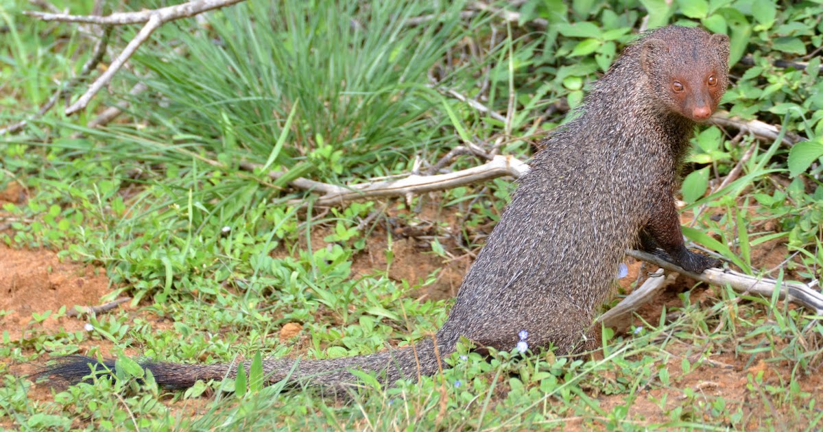 Fotografias de Antonio Vallano Yala Mangosta hindú gris