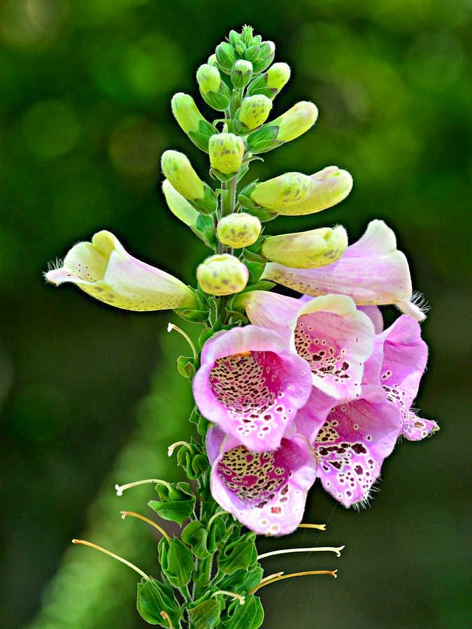 Flower Homes Digitalis Flowers