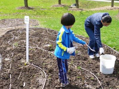 A young boy weeds BRG Rose Garden in Port Credit spring cleanup. Rose Garden gets spring cleanup with help of a young boy volunteer from Tzu Chi, Port Credit.