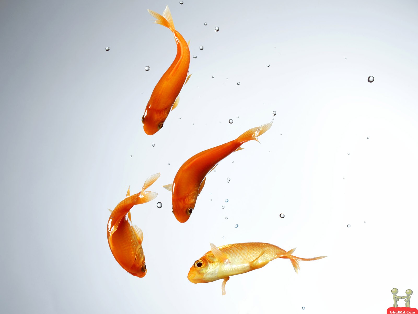 http://4.bp.blogspot.com/-1v4h_8_04sY/T92Qkr1AiII/AAAAAAAAAqo/hktWRfRG7-I/s1600/cute-coloful-fish-hd-wallpaper-4.jpg