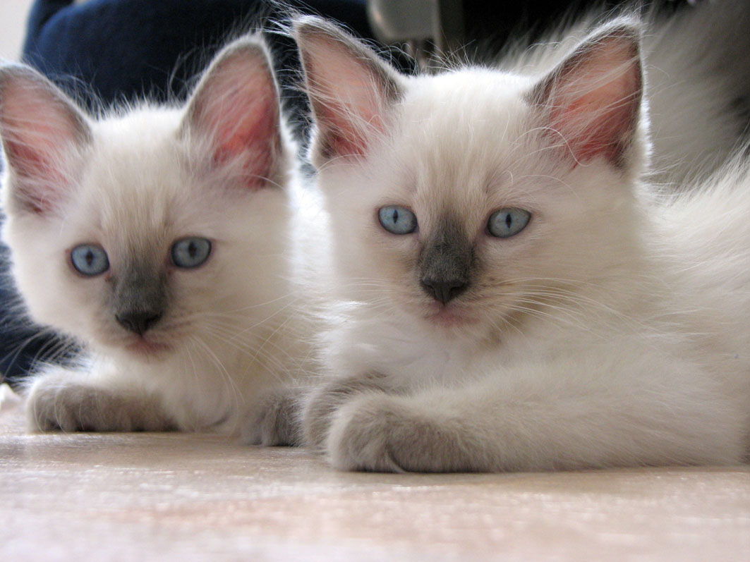 Ragdoll Cats Species Picture | Animals Library