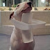 Dog Meme Collection