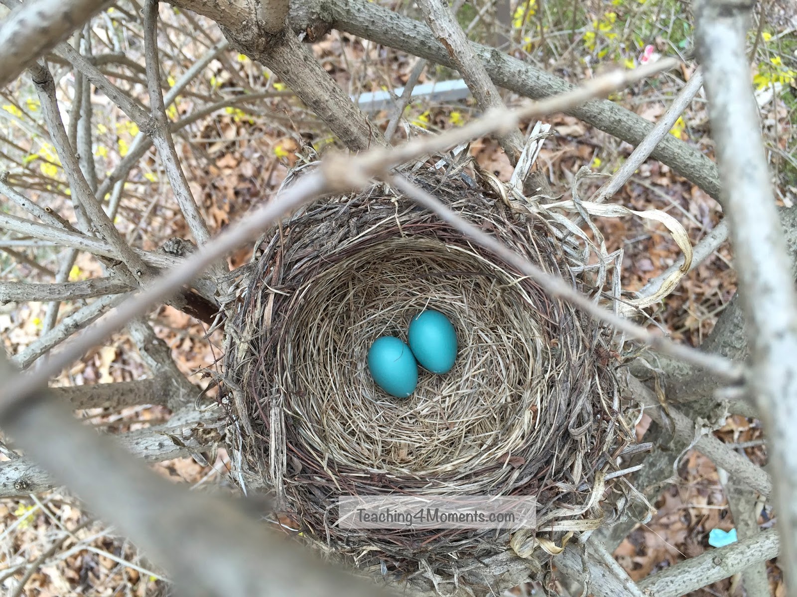 Teaching4moments Making Habitat Dioramas