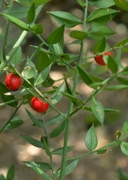 Ficha del rusco plantas medicinales del bosque mediterraneo