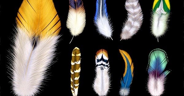 Apa Fungsi Bulu dan Rambut? GOMUMU