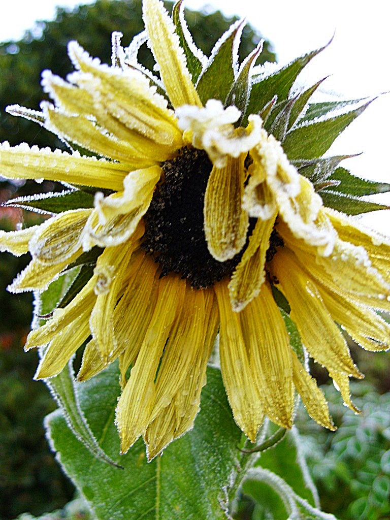 Kelli's Northern Ireland Garden November 2011