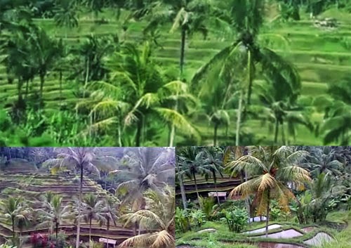 Tegalalang Ubud Bali Tegalalang Ubud Bali